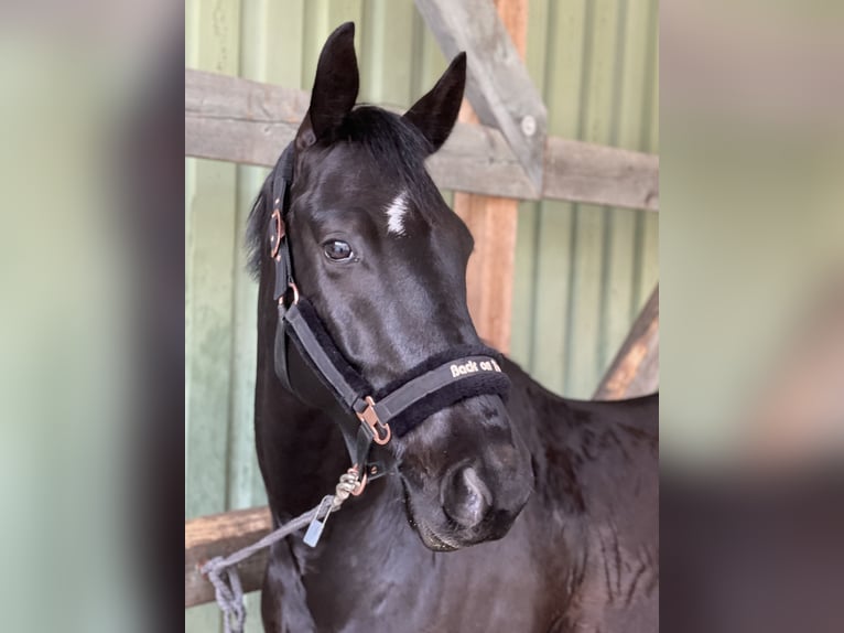 Trakehner Wallach 8 Jahre 165 cm Rappe in Ehra-Lessien