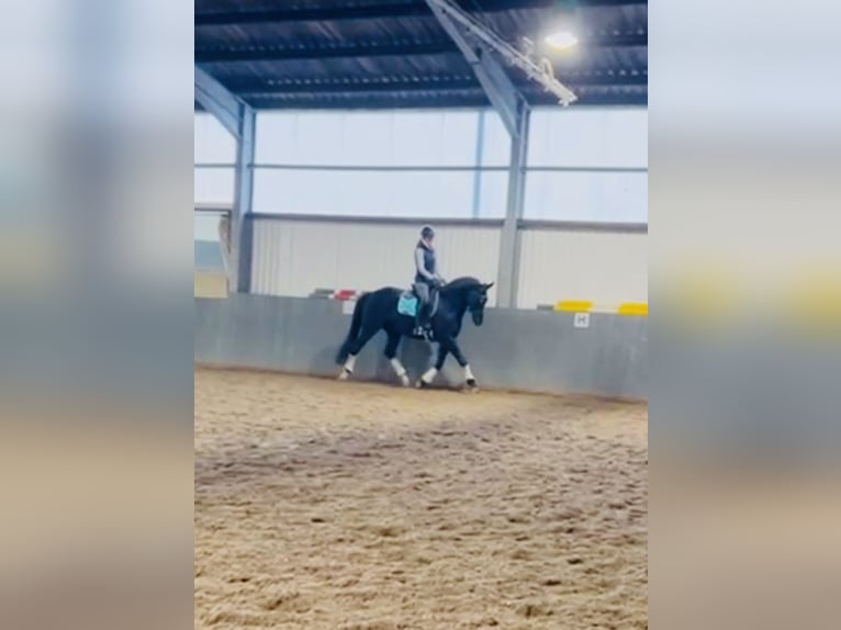 Trakehner Wallach 8 Jahre 165 cm Rappe in Ehra-Lessien