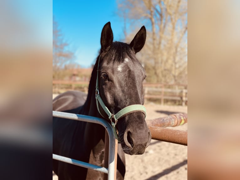Trakehner Wallach 8 Jahre 165 cm Rappe in Ehra-Lessien
