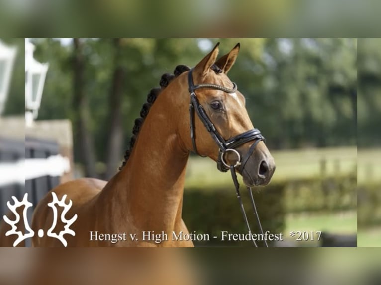 Trakehner Wallach 8 Jahre 167 cm Brauner in Schiffdorf