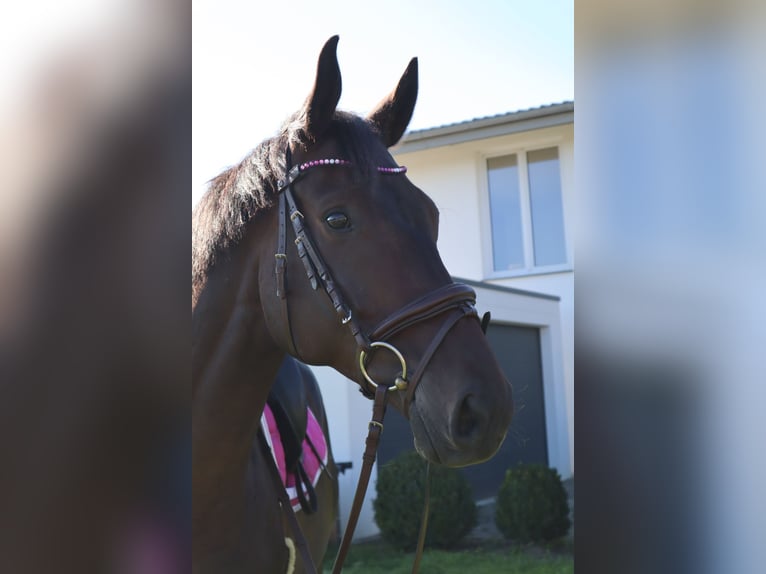 Trakehner Wallach 8 Jahre 167 cm Dunkelbrauner in Boms