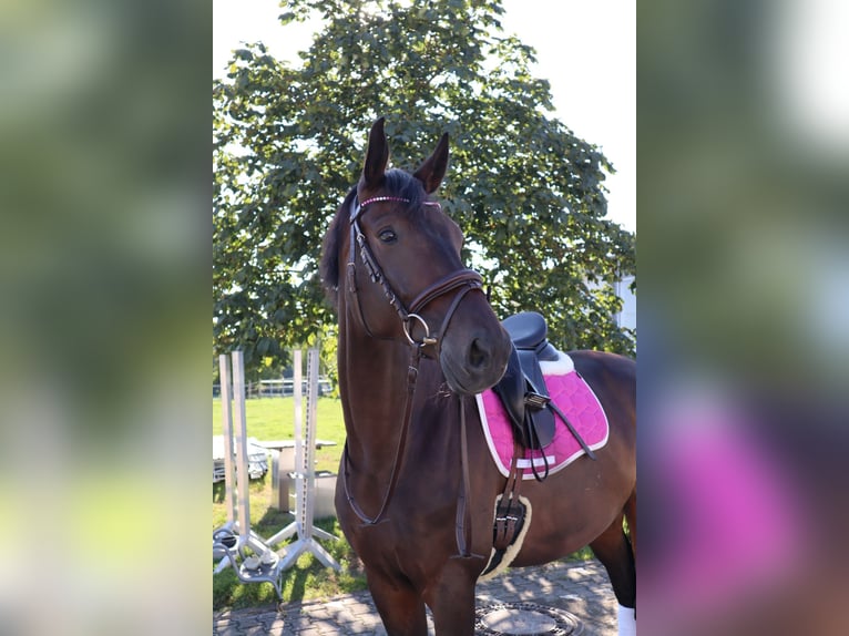 Trakehner Wallach 8 Jahre 167 cm Dunkelbrauner in Boms