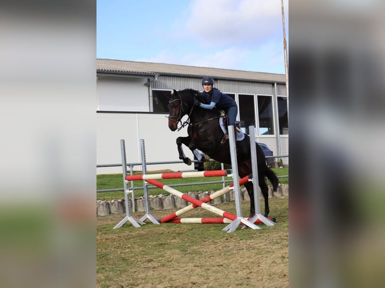 Trakehner Wallach 8 Jahre 167 cm Dunkelbrauner in Boms