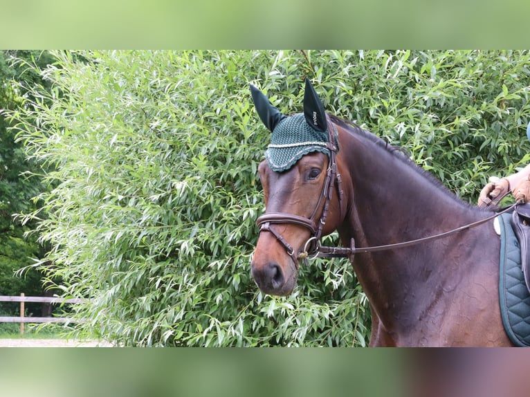 Trakehner Wallach 8 Jahre 167 cm Dunkelbrauner in Boms