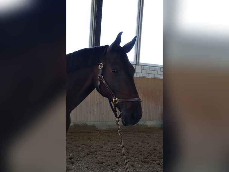 Trakehner Wallach 8 Jahre 167 cm Schwarzbrauner in Altshausen