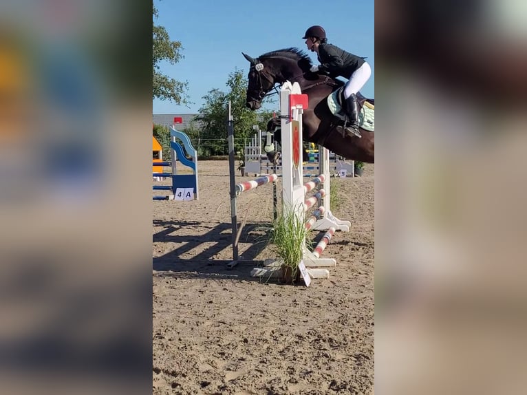 Trakehner Wallach 8 Jahre 167 cm Schwarzbrauner in Altshausen