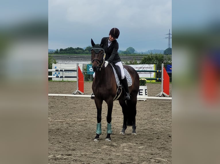 Trakehner Wallach 8 Jahre 167 cm Schwarzbrauner in Altshausen