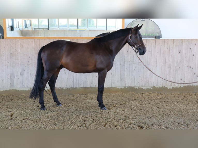 Trakehner Wallach 8 Jahre 167 cm Schwarzbrauner in Altshausen