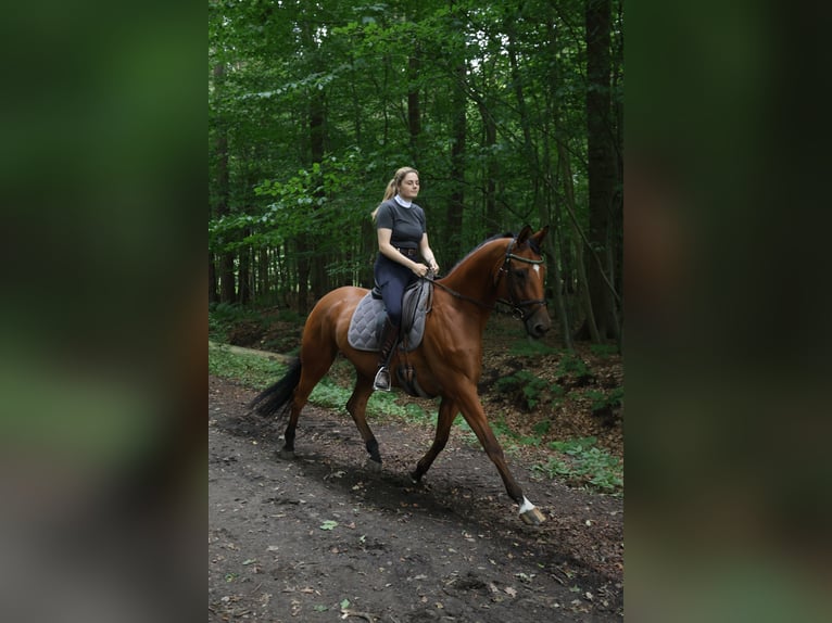 Trakehner Wallach 8 Jahre 168 cm Brauner in Schiffdorf