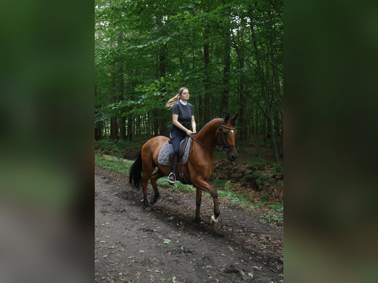 Trakehner Wallach 8 Jahre 168 cm Brauner in Schiffdorf