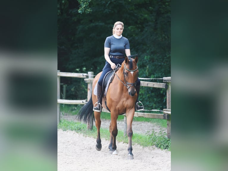 Trakehner Wallach 8 Jahre 168 cm Brauner in Schiffdorf