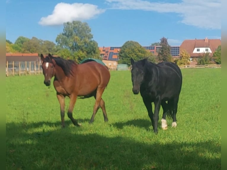 Trakehner Wallach 8 Jahre 168 cm Brauner in Immenhausen
