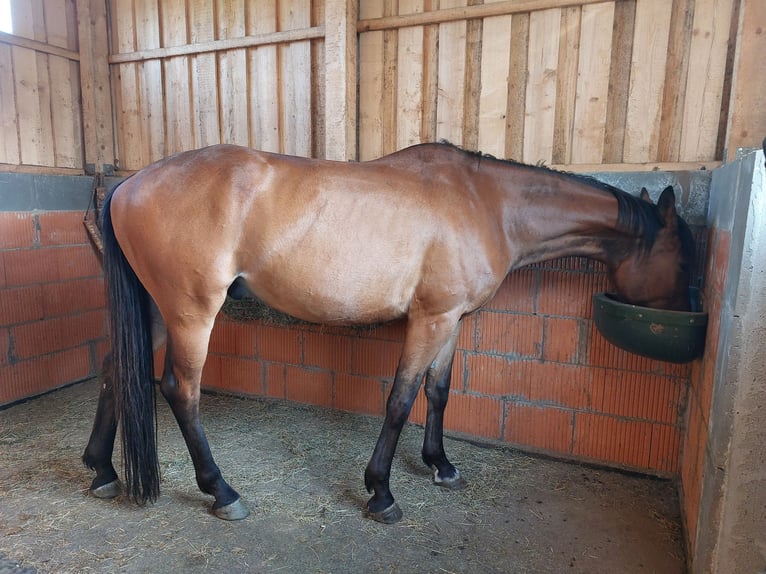 Trakehner Wallach 8 Jahre 168 cm Brauner in Immenhausen