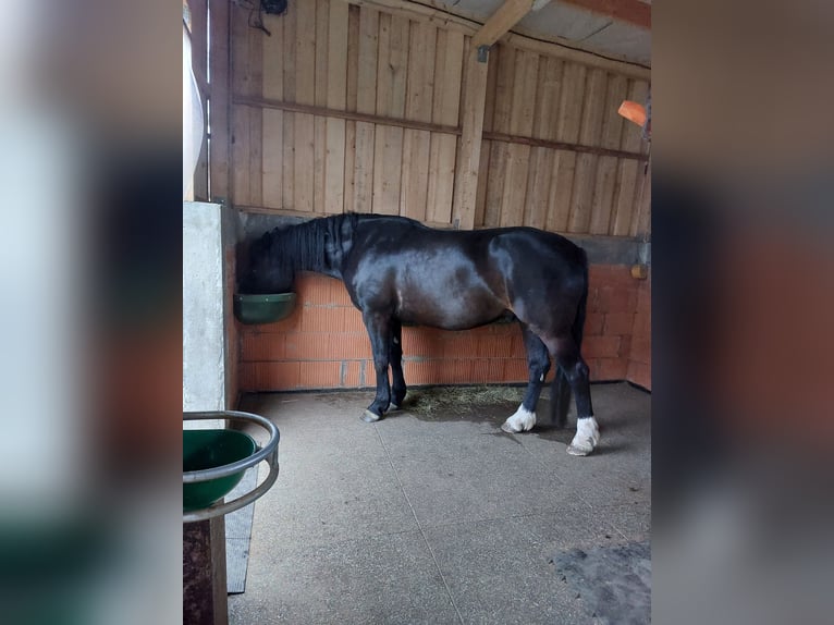 Trakehner Wallach 8 Jahre 168 cm Brauner in Immenhausen