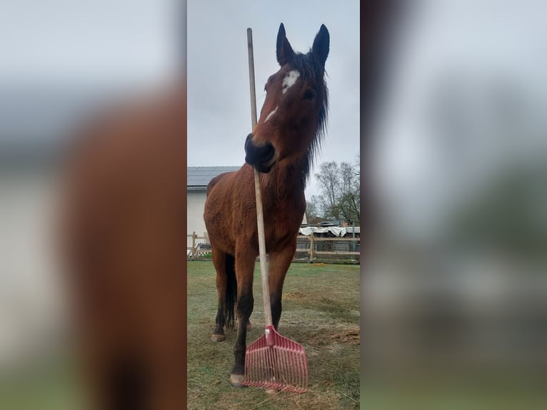 Trakehner Wallach 8 Jahre 168 cm Brauner in Immenhausen