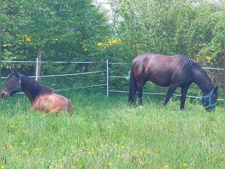 Trakehner Wallach 8 Jahre 168 cm Brauner in Immenhausen