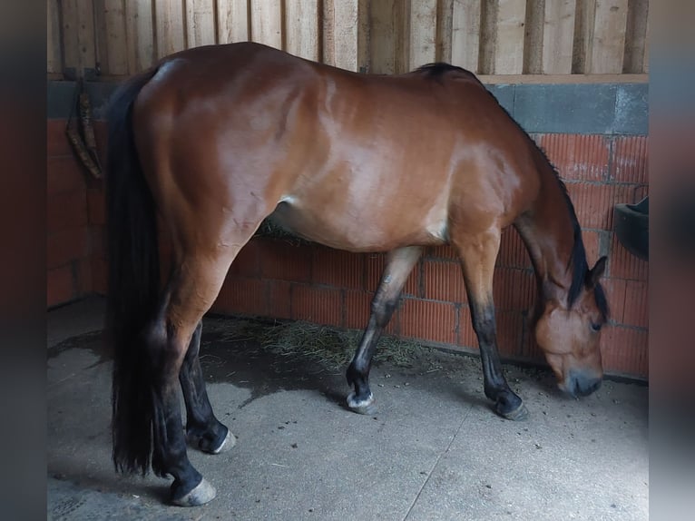 Trakehner Wallach 8 Jahre 168 cm Brauner in Immenhausen