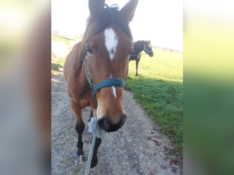 Trakehner Wallach 8 Jahre 168 cm Brauner in Immenhausen