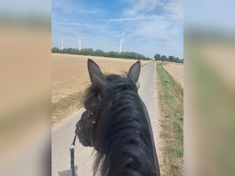 Trakehner Wallach 8 Jahre 168 cm Brauner in Immenhausen