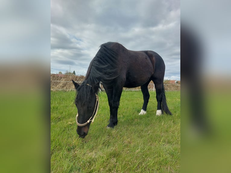 Trakehner Wallach 8 Jahre 168 cm Brauner in Immenhausen