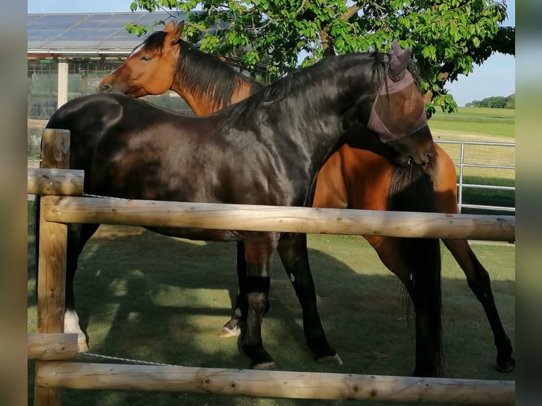 Trakehner Wallach 8 Jahre 168 cm Brauner in Immenhausen