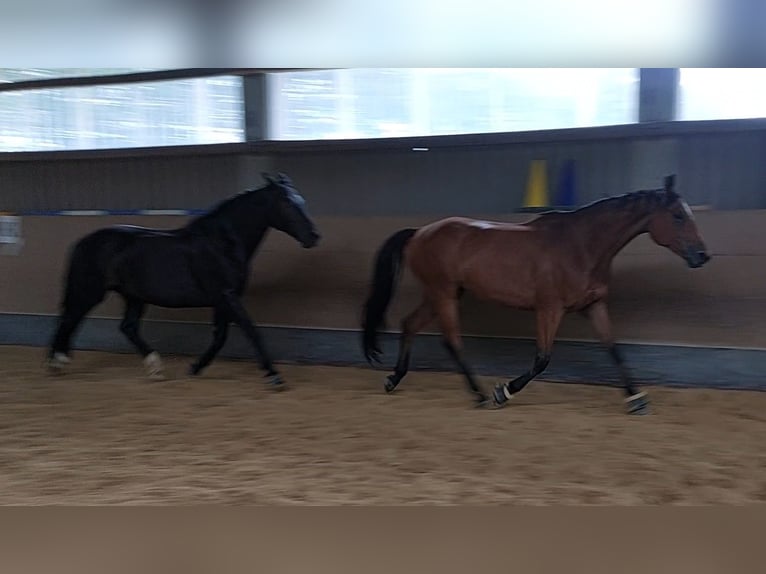 Trakehner Wallach 8 Jahre 168 cm Brauner in Immenhausen