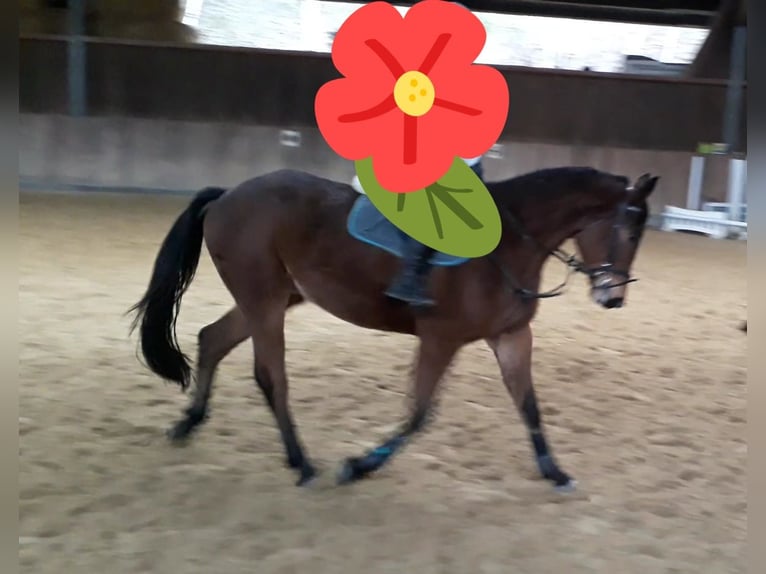 Trakehner Wallach 8 Jahre 168 cm Brauner in Immenhausen