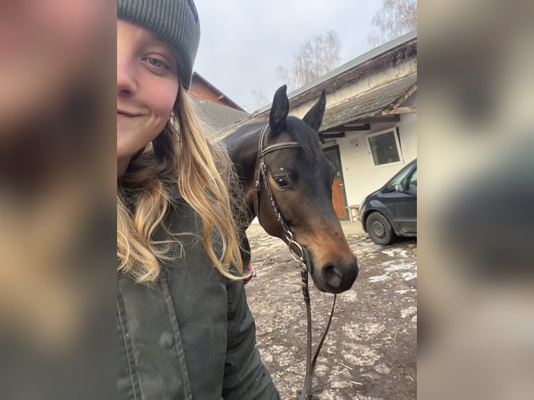 Trakehner Wallach 8 Jahre 168 cm Dunkelbrauner in linz