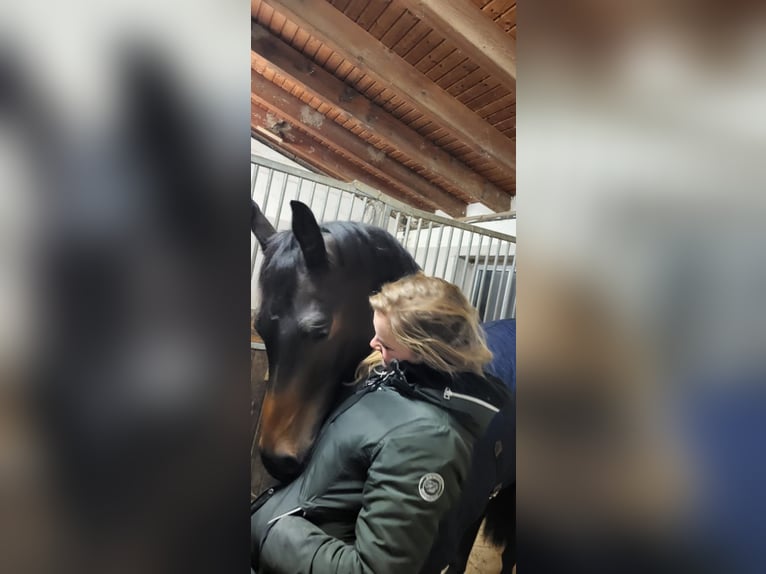 Trakehner Wallach 8 Jahre 168 cm Dunkelbrauner in linz