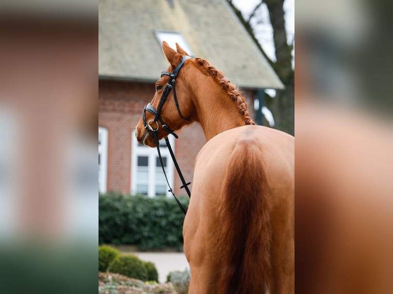 Trakehner Wallach 8 Jahre 168 cm Fuchs in Rügge