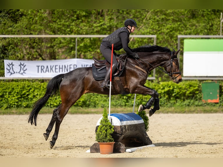 Trakehner Wallach 8 Jahre 170 cm Brauner in Pulheim