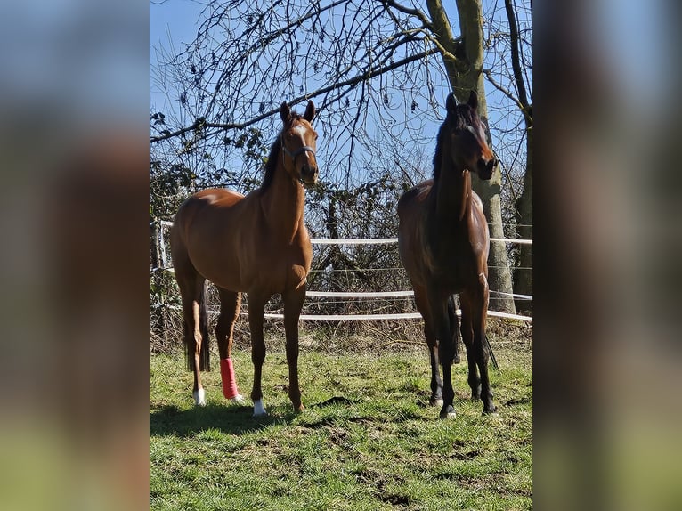 Trakehner Wallach 8 Jahre 170 cm Brauner in Pulheim