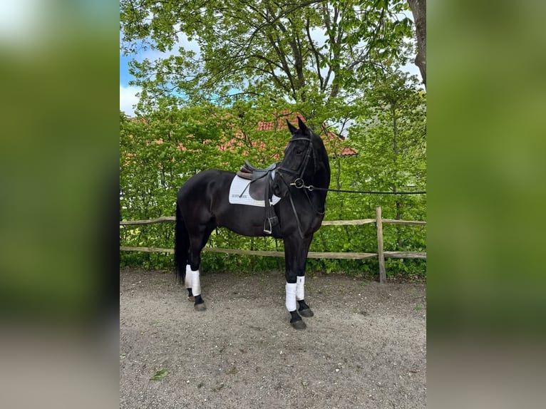Trakehner Wallach 8 Jahre 172 cm Rappe in Ebeltoft