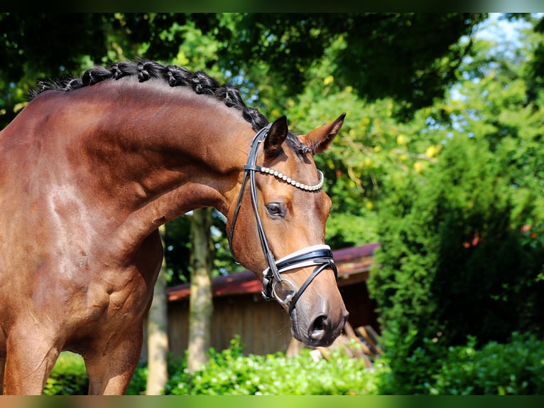 Trakehner Wallach 8 Jahre 175 cm Buckskin in Lienen