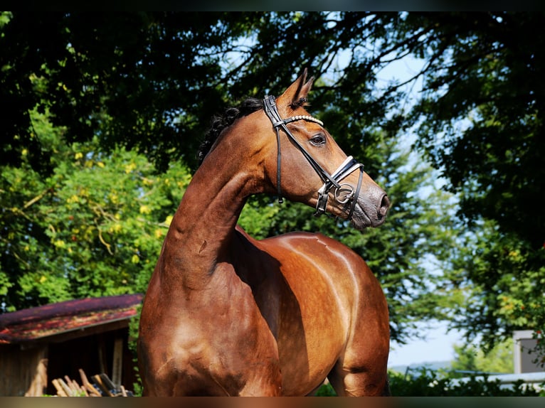 Trakehner Wallach 8 Jahre 175 cm Buckskin in Lienen
