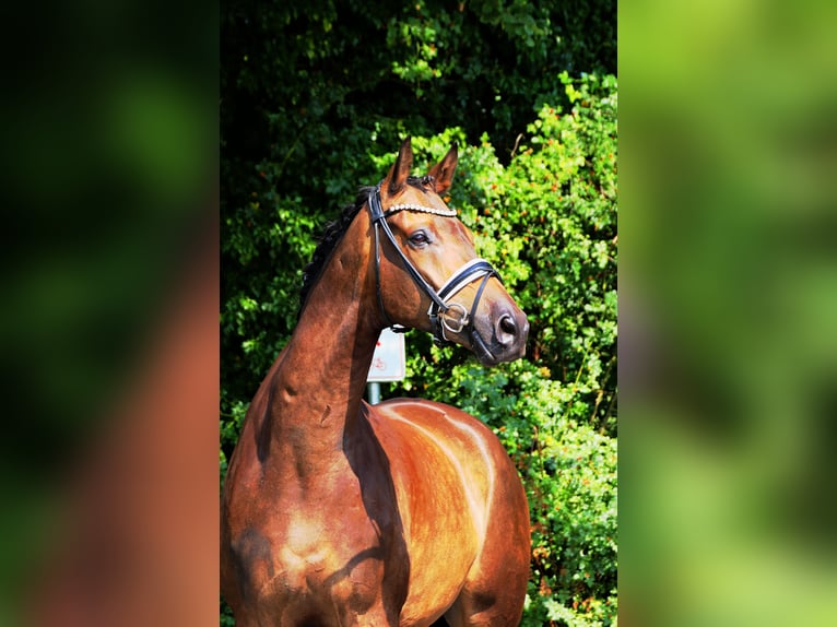 Trakehner Wallach 8 Jahre 175 cm Buckskin in Lienen