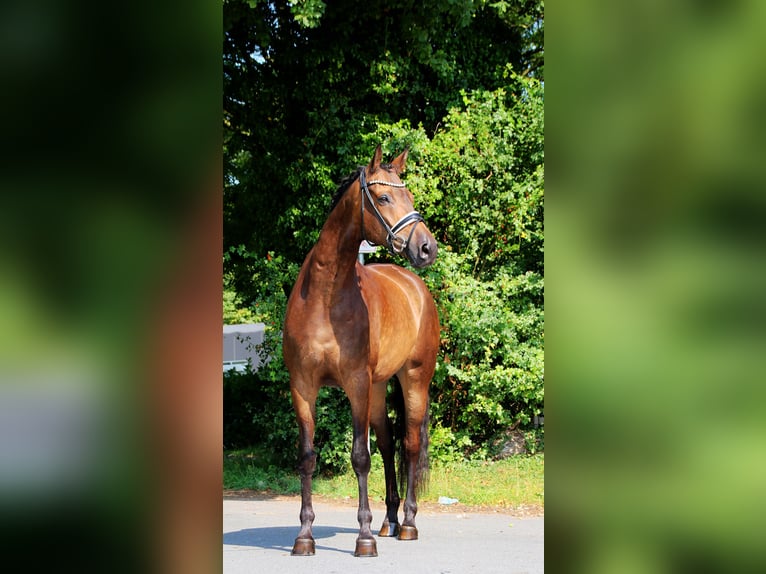 Trakehner Wallach 8 Jahre 175 cm Buckskin in Lienen