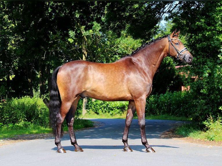 Trakehner Wallach 8 Jahre 175 cm Buckskin in Lienen