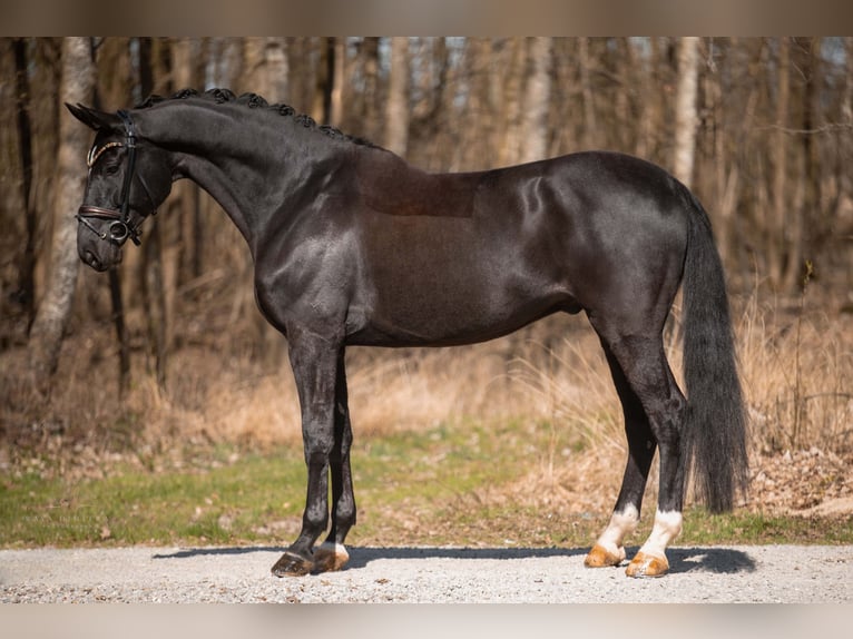 Trakehner Wallach 8 Jahre 175 cm in Wehringen