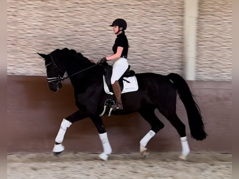 Trakehner Wallach 8 Jahre 175 cm in Wehringen