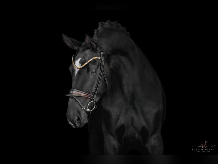 Trakehner Wallach 8 Jahre 175 cm in Wehringen