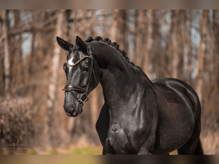 Trakehner Wallach 8 Jahre 175 cm in Wehringen