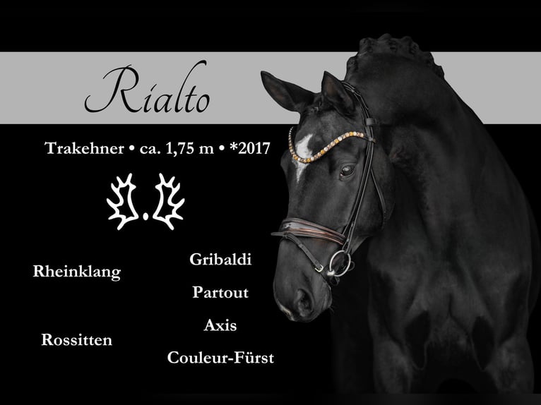 Trakehner Wallach 8 Jahre 175 cm in Wehringen
