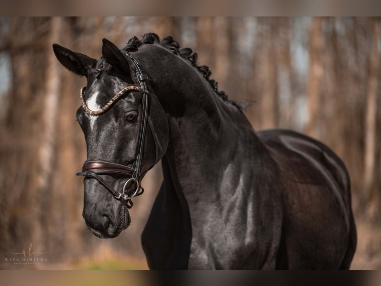 Trakehner Wallach 8 Jahre 175 cm in Wehringen