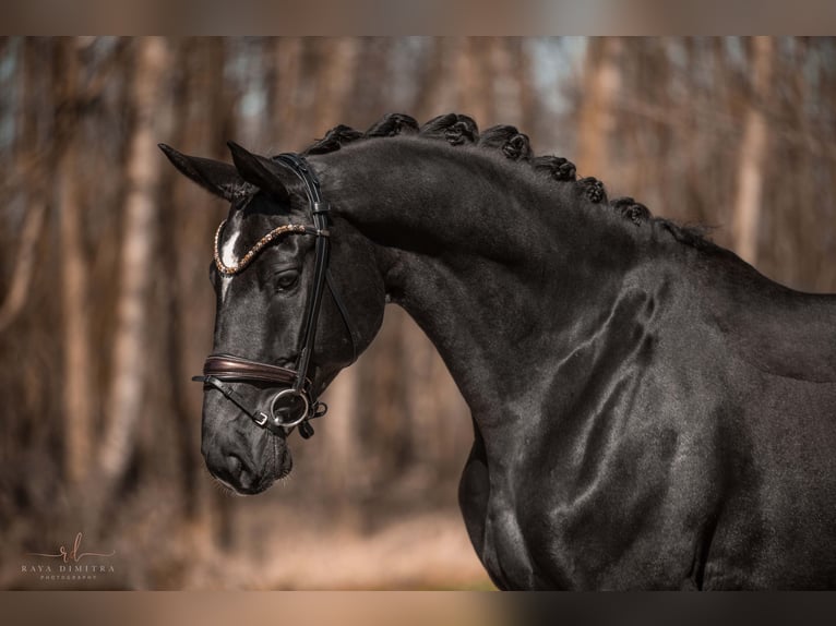 Trakehner Wallach 8 Jahre 175 cm in Wehringen