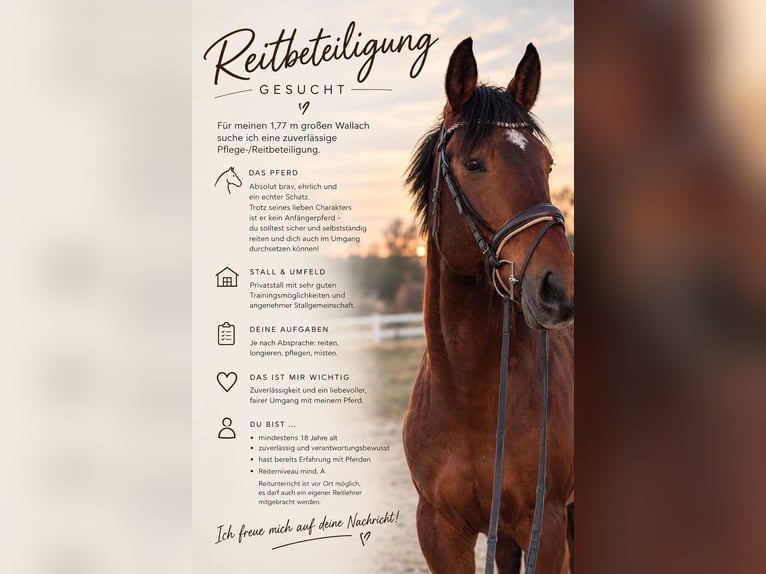 Trakehner Wallach 8 Jahre 177 cm Brauner in Wernau