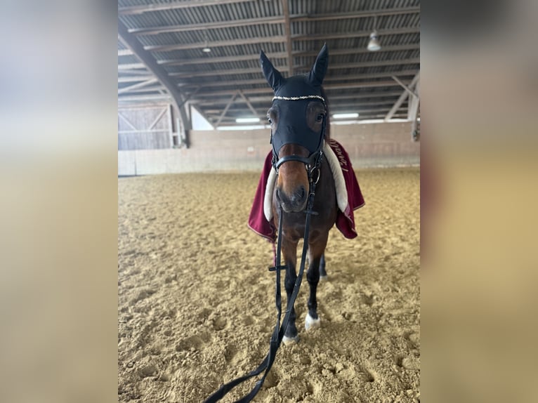 Trakehner Mix Wallach 9 Jahre 158 cm Brauner in Velbert Neviges