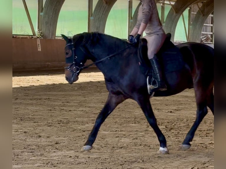 Trakehner Mix Wallach 9 Jahre 158 cm Brauner in Velbert Neviges