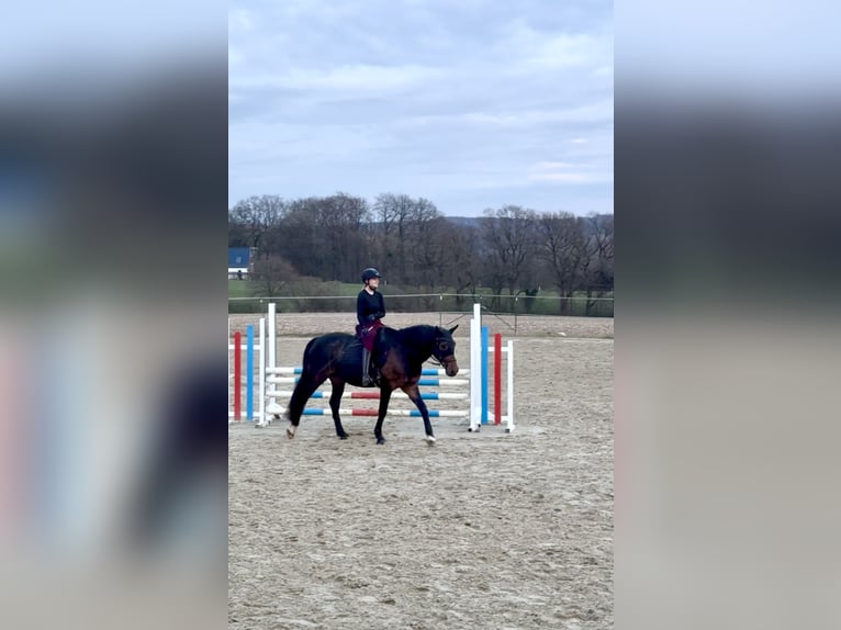 Trakehner Mix Wallach 9 Jahre 158 cm Brauner in Velbert Neviges