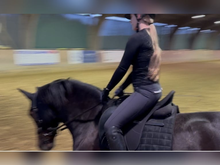 Trakehner Mix Wallach 9 Jahre 158 cm Brauner in Velbert Neviges